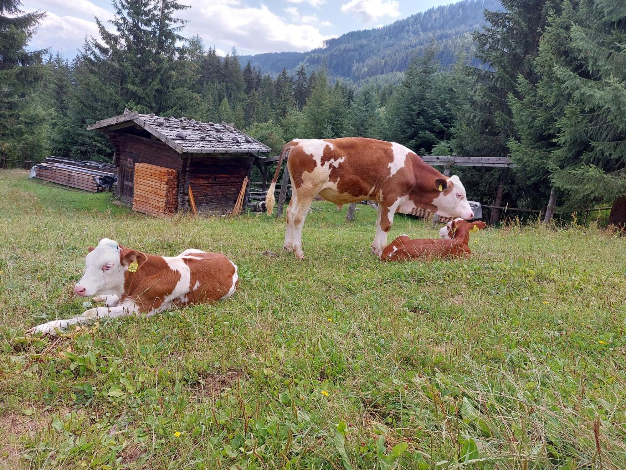 Blosegghof Bergchalets Waldblick Racines Extérieur photo