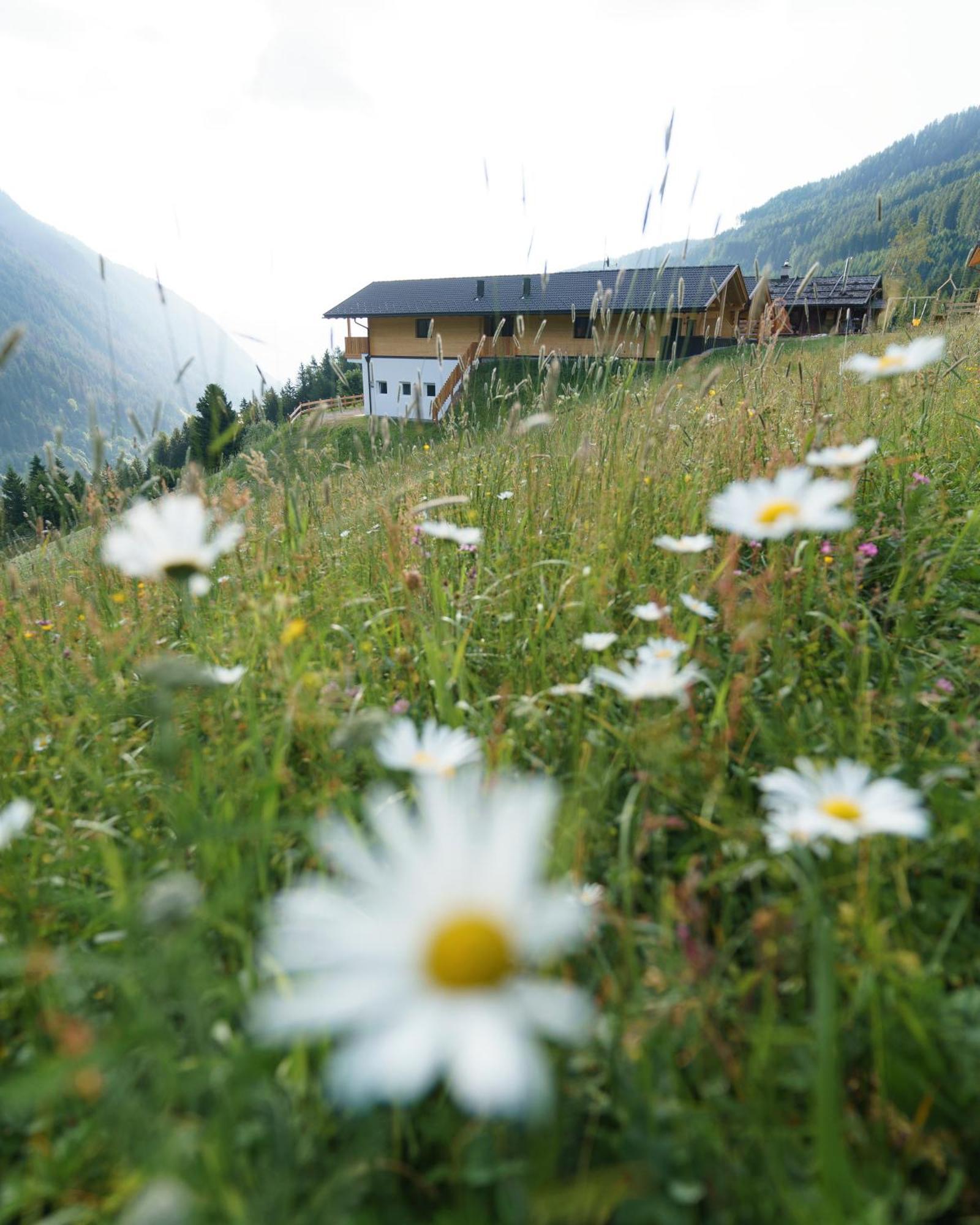 Blosegghof Bergchalets Waldblick Racines Extérieur photo